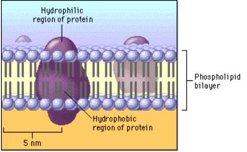 Cell membrane
