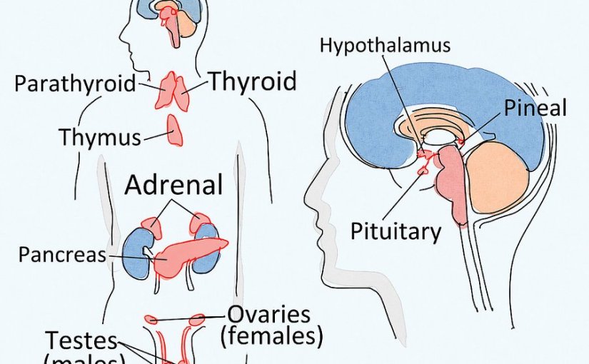 Det endokrine system