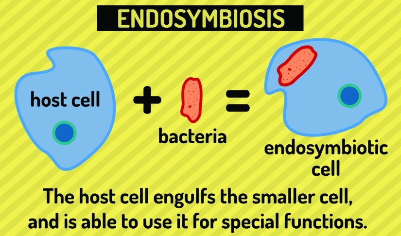 Celler og vev&nbsp;III