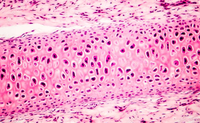 Cellen i mikroskopet